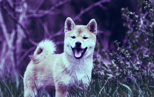 A SHIB Whale Just Moved Nearly $3 Billion Worth of the Meme Coin