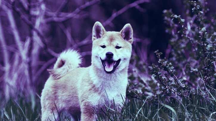 A SHIB Whale Just Moved Nearly $3 Billion Worth of the Meme Coin