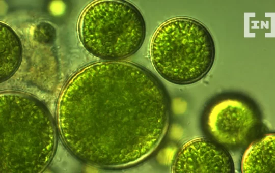 Algaecoin: Token Aims to Raise Funds for Algae Biomass Protein Farms
