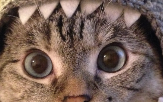 Crypto Cat Fight: Why the Legal Claws Are Out Over Solana Meme Coin Shark Cat